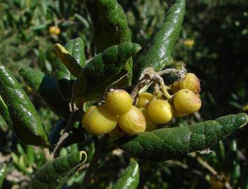 Fotografia da espécie Peumus boldus