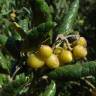 Fotografia 1 da espécie Peumus boldus do Jardim Botânico UTAD