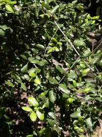 Fotografia da espécie Peumus boldus