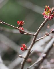 Euptelea polyandra