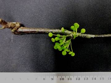 Fotografia da espécie Stephania capitata