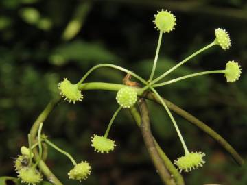 Fotografia da espécie Stephania capitata