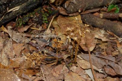 Fotografia da espécie Petrosavia sakuraii