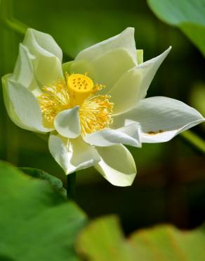 Fotografia 1 da espécie Nelumbo nucifera no Jardim Botânico UTAD