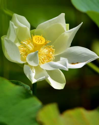 Fotografia de capa Nelumbo nucifera - do Jardim Botânico