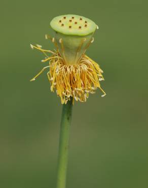 Fotografia 4 da espécie Nelumbo nucifera no Jardim Botânico UTAD