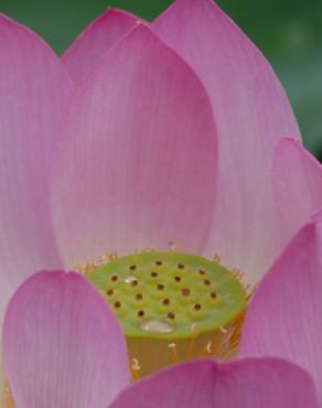 Fotografia 5 da espécie Nelumbo nucifera no Jardim Botânico UTAD