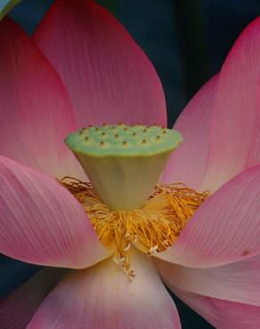 Fotografia 6 da espécie Nelumbo nucifera no Jardim Botânico UTAD