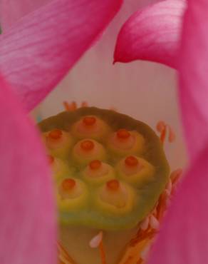 Fotografia 7 da espécie Nelumbo nucifera no Jardim Botânico UTAD