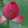 Fotografia 9 da espécie Nelumbo nucifera do Jardim Botânico UTAD