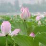 Fotografia 14 da espécie Nelumbo nucifera do Jardim Botânico UTAD