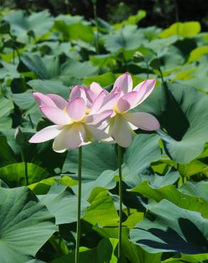 Fotografia 15 da espécie Nelumbo nucifera no Jardim Botânico UTAD