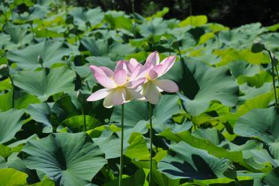 Fotografia da espécie Nelumbo nucifera