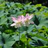 Fotografia 15 da espécie Nelumbo nucifera do Jardim Botânico UTAD