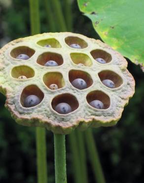 Fotografia 16 da espécie Nelumbo nucifera no Jardim Botânico UTAD