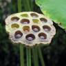 Fotografia 16 da espécie Nelumbo nucifera do Jardim Botânico UTAD