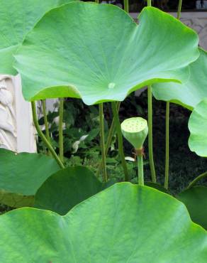 Fotografia 17 da espécie Nelumbo nucifera no Jardim Botânico UTAD