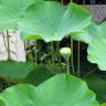 Fotografia 17 da espécie Nelumbo nucifera do Jardim Botânico UTAD