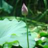 Fotografia 18 da espécie Nelumbo nucifera do Jardim Botânico UTAD