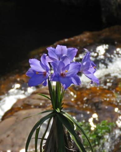 Fotografia de capa Vellozia squamata - do Jardim Botânico