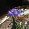 Fotografia 1 da espécie Vellozia squamata do Jardim Botânico UTAD