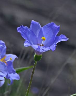 Fotografia 3 da espécie Vellozia squamata no Jardim Botânico UTAD