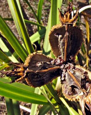 Fotografia 8 da espécie Vellozia squamata no Jardim Botânico UTAD