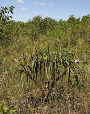 Fotografia 9 da espécie Vellozia squamata no Jardim Botânico UTAD