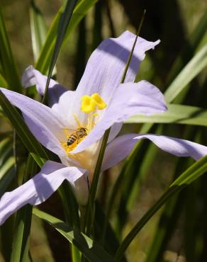 Fotografia 16 da espécie Vellozia squamata no Jardim Botânico UTAD