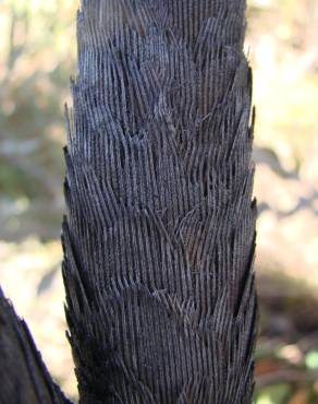 Fotografia 17 da espécie Vellozia squamata no Jardim Botânico UTAD