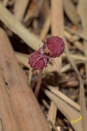 Fotografia da espécie Sciaphila secundiflora