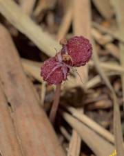 Fotografia da espécie Sciaphila secundiflora