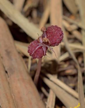 Fotografia 1 da espécie Sciaphila secundiflora no Jardim Botânico UTAD