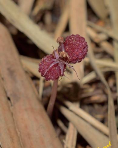 Fotografia de capa Sciaphila secundiflora - do Jardim Botânico
