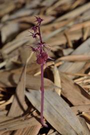 Fotografia da espécie Sciaphila secundiflora