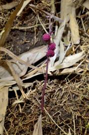 Fotografia da espécie Sciaphila secundiflora
