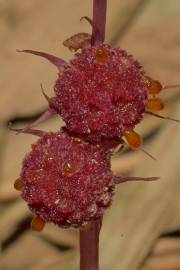Fotografia da espécie Sciaphila secundiflora