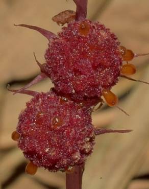 Fotografia 4 da espécie Sciaphila secundiflora no Jardim Botânico UTAD