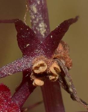 Fotografia 5 da espécie Sciaphila secundiflora no Jardim Botânico UTAD