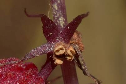 Fotografia da espécie Sciaphila secundiflora