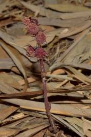 Fotografia da espécie Sciaphila secundiflora