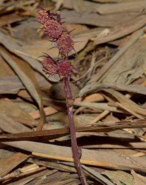 Fotografia 6 da espécie Sciaphila secundiflora no Jardim Botânico UTAD