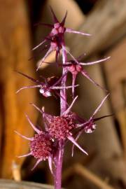 Fotografia da espécie Sciaphila secundiflora