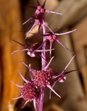 Fotografia 7 da espécie Sciaphila secundiflora no Jardim Botânico UTAD