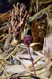Fotografia da espécie Sciaphila secundiflora