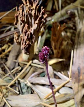Fotografia 8 da espécie Sciaphila secundiflora no Jardim Botânico UTAD