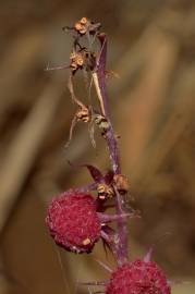 Fotografia da espécie Sciaphila secundiflora