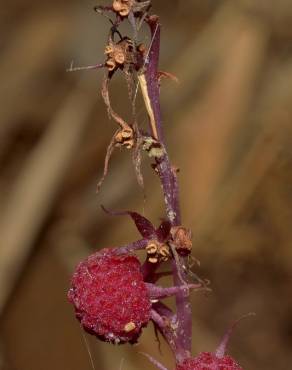 Fotografia 9 da espécie Sciaphila secundiflora no Jardim Botânico UTAD