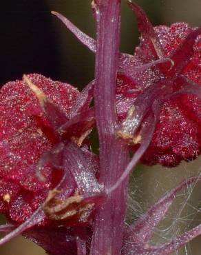 Fotografia 10 da espécie Sciaphila secundiflora no Jardim Botânico UTAD