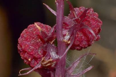 Fotografia da espécie Sciaphila secundiflora